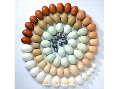 تخم خوراکی-فروش تخم اردک و بلدرچین