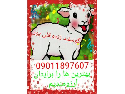 گوسفند زنده-گوسفند زنده در مشهد 