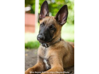 ارائه بهترین توله های سگ مالینیوز اورجینال_سگ گارد