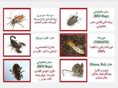 سمپاشي سوسک