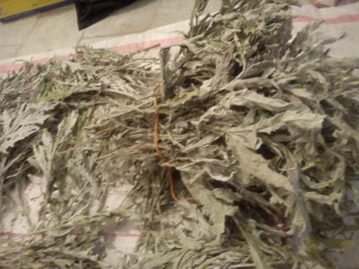 برداشت و فروش عمده کنگر فرنگی