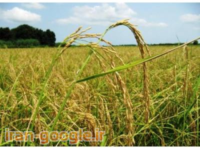 فروش برنج  آستانه اشرفیه