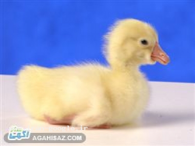  بزرگترین مرکز فروش جوجه غاز