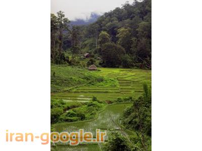 خریدار یک باغ بهمراه خانه قدیمی، گلی، کلنگی داخل بافت روستا در تنکابن، خرم آباد، بلده 