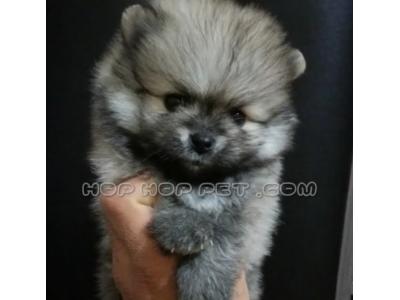 سگ پامر میدان هروی تهران