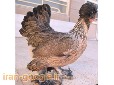 فروش تخم مرغ  نطفه دار زینتی