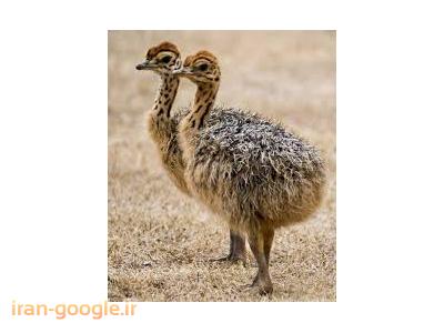 فروش جوجه شترمرغ در سنین مختلف