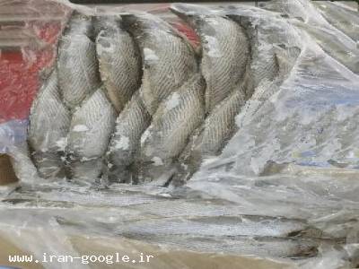 انواع ماهی-ماهی بلووارهو ،ماهی هوکی ، ماهی سالمون ، ماهی دریای عمان