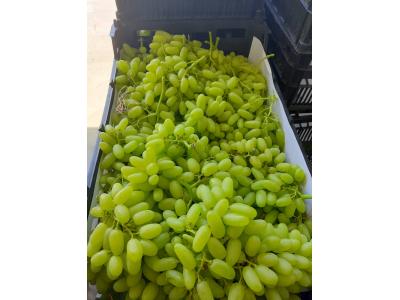 انگور بی دانه صادارتی کاشمر