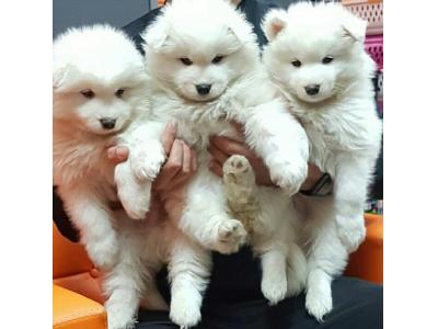 سگ سامویید در تهران_مرکز خرید سگ در تهران