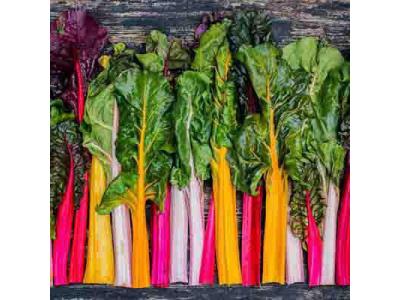 فروش بذر سوئيس چارد هفت رنگ