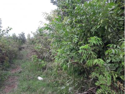 4200متر زمین بابر 54متری