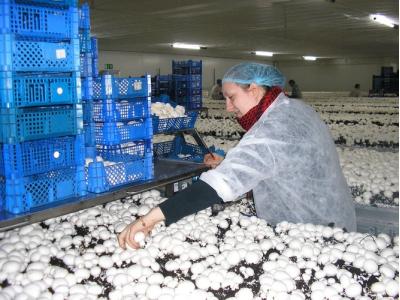 ارسال کمپوست قارچ با مشاوره آنلاین برای سراسر کشور