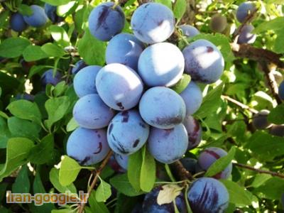 نهال پیوندی