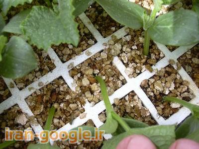 فروش ورمیکولیت خام و منبسط شده در سایز های متنوع