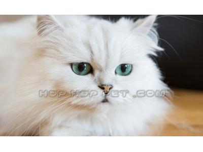 فروش گربه پرشین و اسکاتیش