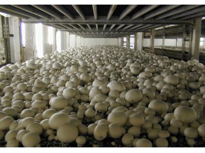 قارچ خوراکی-دوره آموزشی تخصصی پرورش قارچ خوراکی
