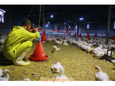 فروش مرغ تخم گذار(پولت) 