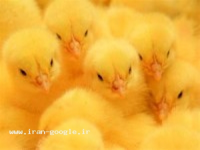 فروش ماشینهای جوجه کشی