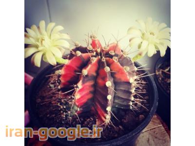 کاکتوس و ساکولنت در رشت