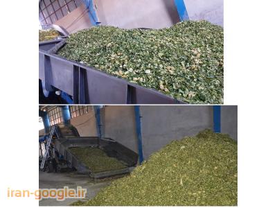 تور خوزستان-ذرت علوفه ای ، فروش ذرت علوفه ای(سیلاژ ذرت)، تفاله چغندر قند بسته بندی شده