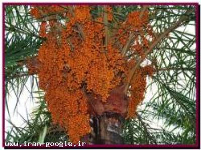 جعبه خرما ، سبد خرما