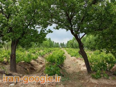 باغ-مزرعه انگور