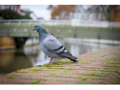 کلینیک پرندگان شیراز