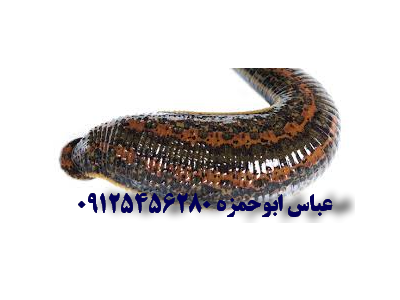 پرورش و فروش زالو پزشکی