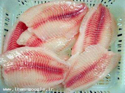 فروش انواع ماهی تیلاپیا-شرکت تک هلال 