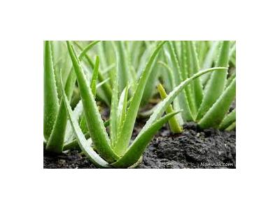 فروش نهال آلوئه ورا ، فروش برگ آلوئه ورا 