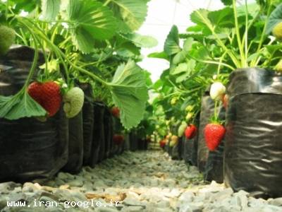 فروش نشا توت فرنگی