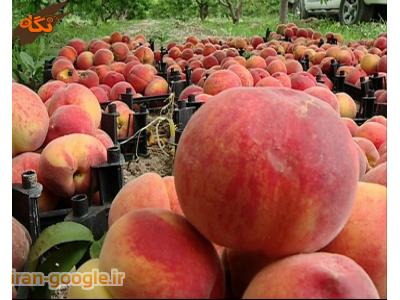 نهال پیوندی