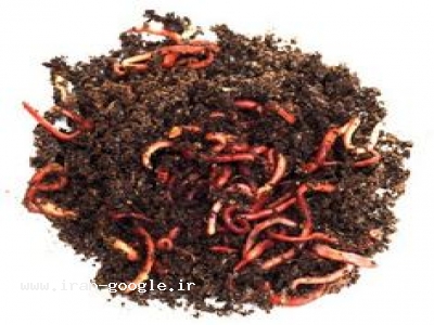 تولید و فروش ورمی کمپوست رضا 