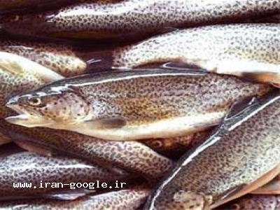 بچه ماهی-خرید وفروش ماهی قزل آلا درآذربایجان غربی