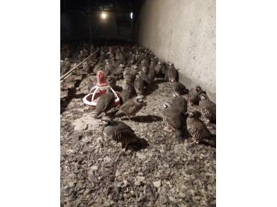 گوشت کبک پُروتی ؛ خوشمزه و مقوی در بسته بندی با ماندگاری بالا