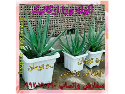 فروش پاجوش آلوئه ورا،برگ آلوئه ورا وگل آلوئه ورا خوراکی و زینتی 