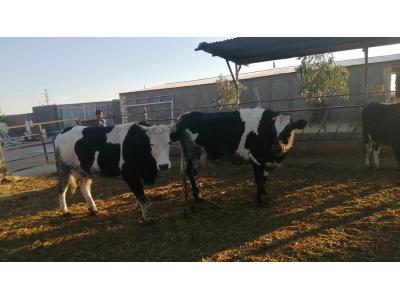 فروش فوری 44 راس گاو بومی