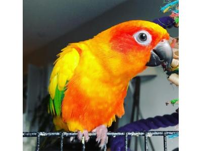  فروش طوطی خورشیدی 