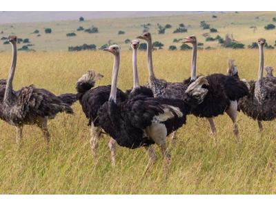 فروش شتر مرغ کشتاری