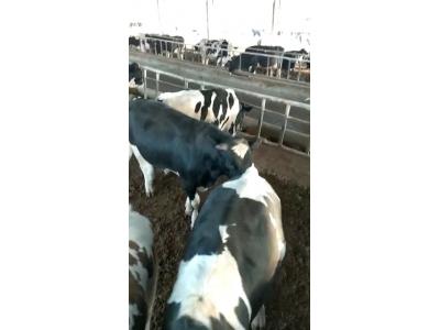 فروش 6 راس گوساله نر هلشتاین