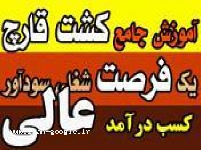 سی دی آموزش کشت قارچ صدفی و دکمه ای