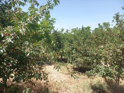 باغ با مجوز گردشگری 10000متر فروشی