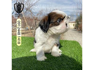 توله شیتزو سوپرفلت سایز جیبی