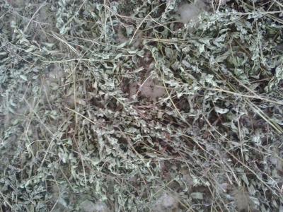 برداشت و فروش عمده بادرنجبویه(ملیس)