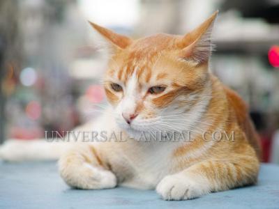 Animal supply Bahrain