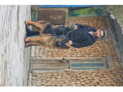 توله سگ نژاد- بزرگترین مجموعه پرورش سگ 