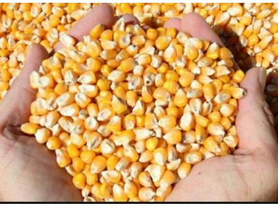 ذرت - روغن - آنزیمیت