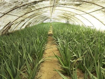 خرید برگ گیاه آلوئه ورا-بزرگترین مزرعه تولید کننده آلوئه ورا در خاورمیانه