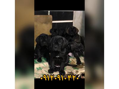 فروش توله نژادهای نگهبان شکاری و گله و بادیگارد